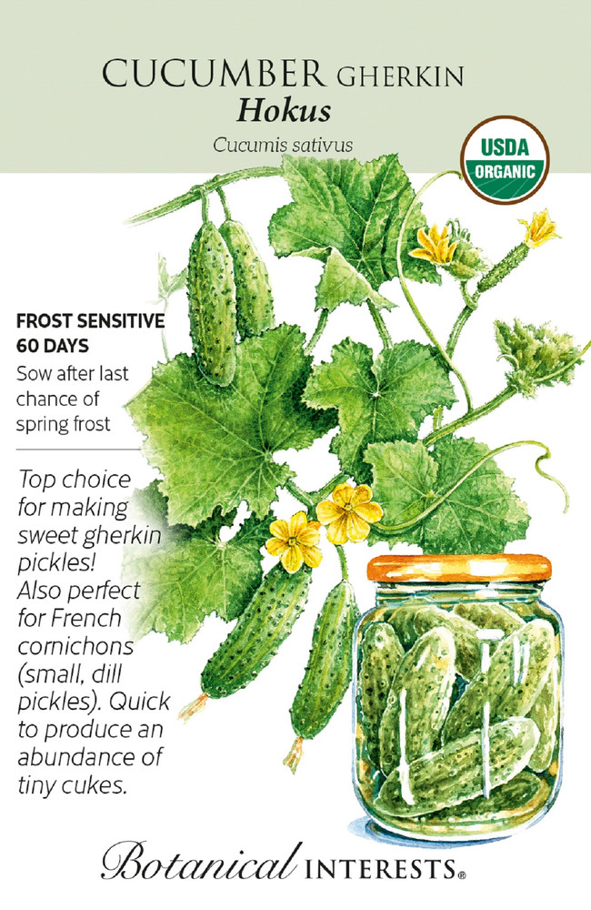 Hokus Gherkin Cucumber Seeds - 20 Seeds