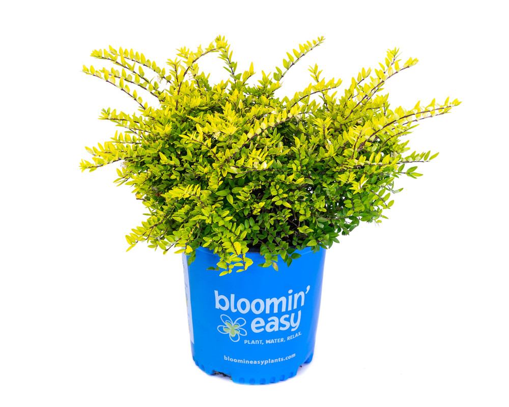 Thunderbolt - Lonicera nitida - Very Hardy - Quart Pot
