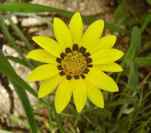 Colorado Gold® Gazania -Quart Pot - Perennial