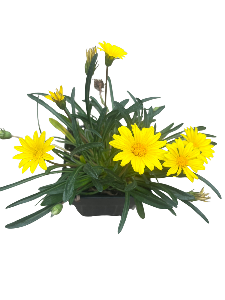 Colorado Gold® Gazania -Quart Pot - Perennial