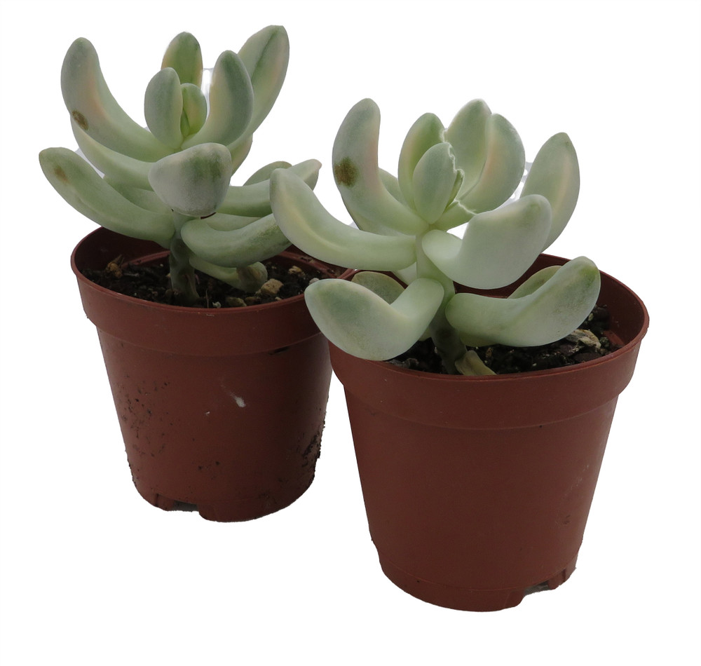 Apricot Love - Variegated Graptopetalum -2 Pack 2" Pots- Succulent
