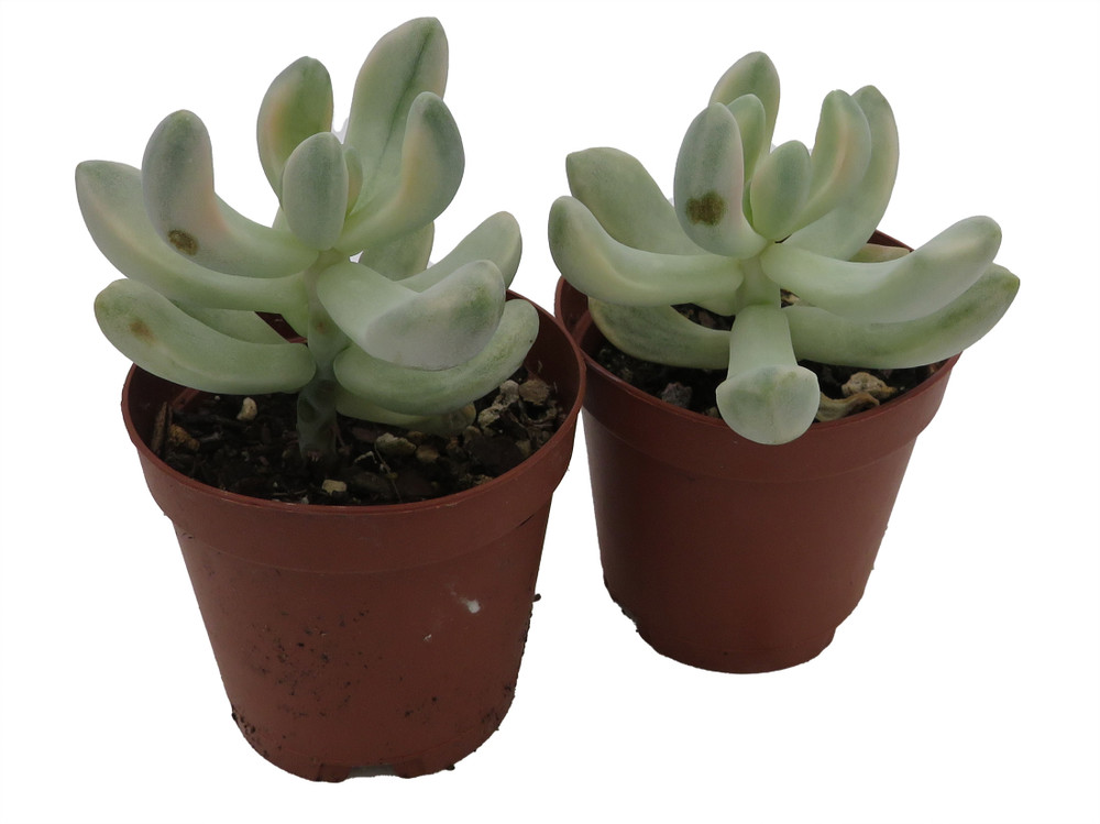 Apricot Love - Variegated Graptopetalum -2 Pack 2" Pots- Succulent