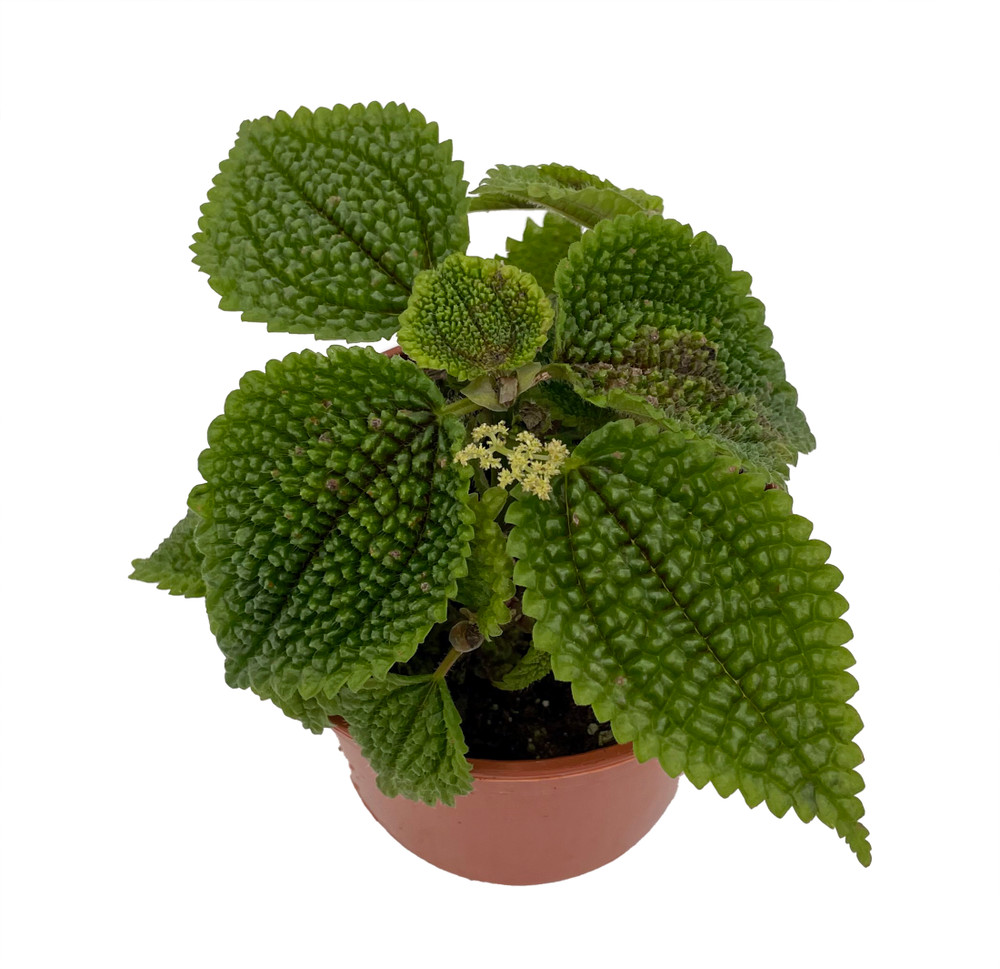 Moon Valley Pilea Plant - Vibrant & Unique Houseplant - 4" Pot