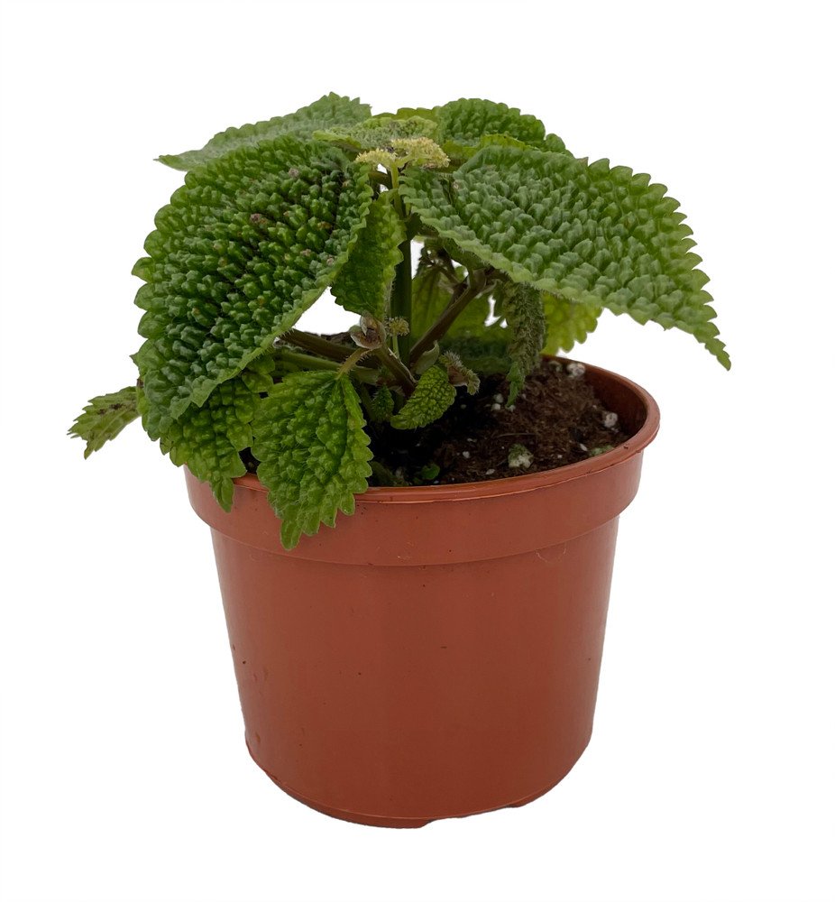 Moon Valley Pilea Plant - Vibrant & Unique Houseplant - 4" Pot