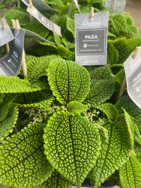 Moon Valley Pilea Plant - Vibrant & Unique Houseplant - 4" Pot