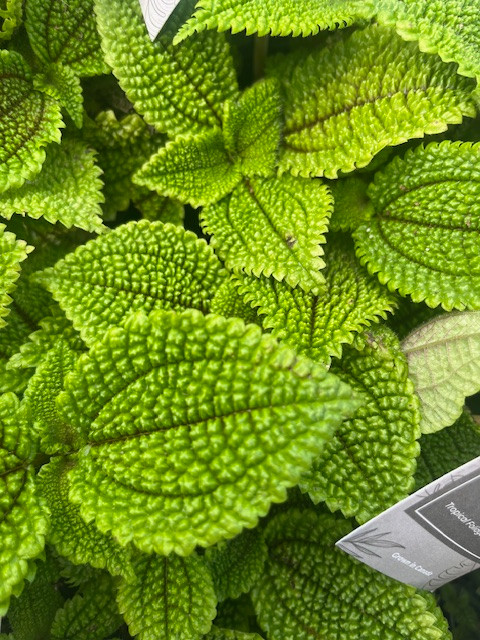 Moon Valley Pilea Plant - Vibrant & Unique Houseplant - 4" Pot