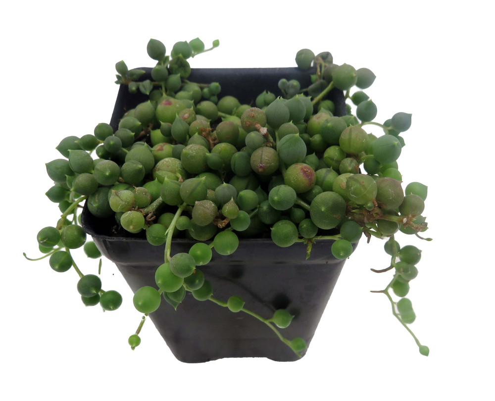 String of Pearls - Succulent - Curio rowleyanus - 2.5" Pot