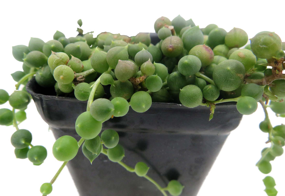 String of Pearls - Succulent - Curio rowleyanus - 2.5" Pot