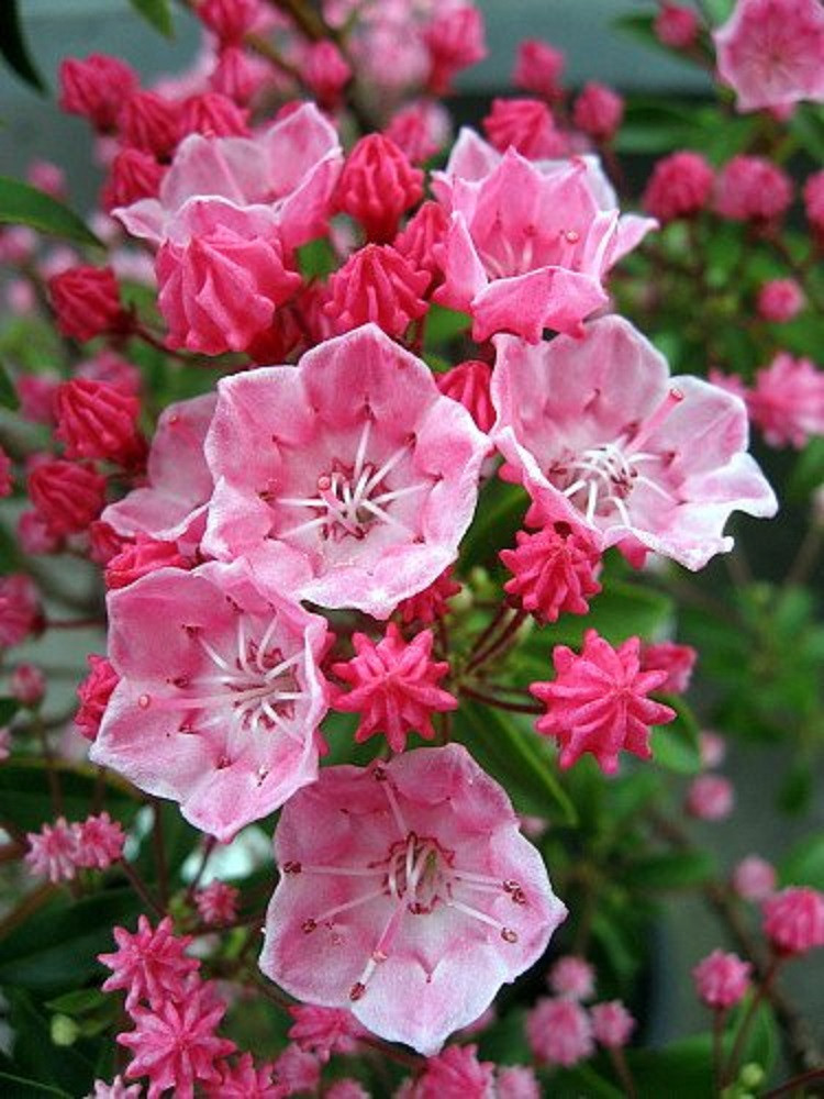 Tiddlywinks Dwarf Mountain Laurel - Kalmia - Very Hardy - 4" Pot