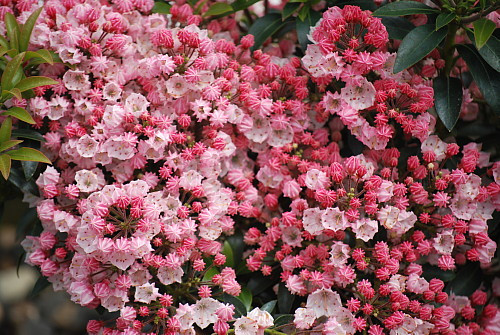 Tiddlywinks Dwarf Mountain Laurel - Kalmia - Very Hardy - 4" Pot
