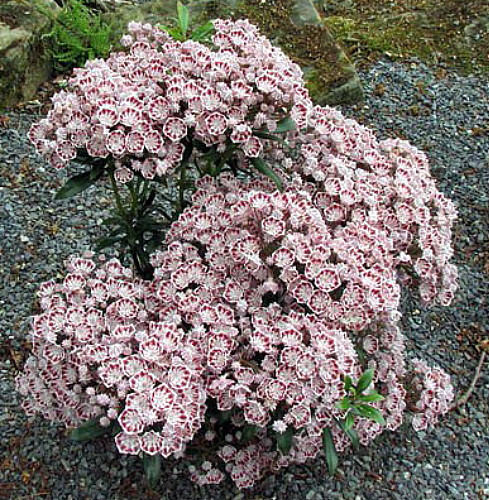 Minuet Dwarf Mountain Laurel - Kalmia - 4" Pot - Very Hardy