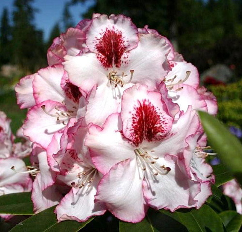 Cherry Cheesecake Rhododendron - Evergreen - 4" Pot