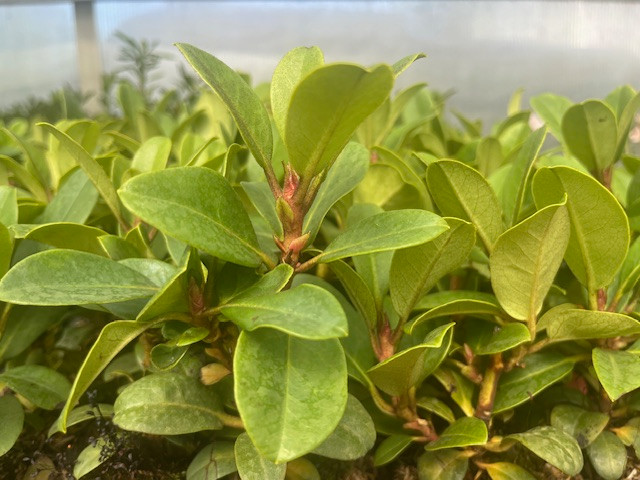 Cherry Cheesecake Rhododendron - Evergreen - 4" Pot