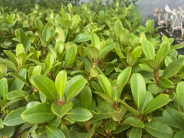 Cherry Cheesecake Rhododendron - Evergreen - 4" Pot