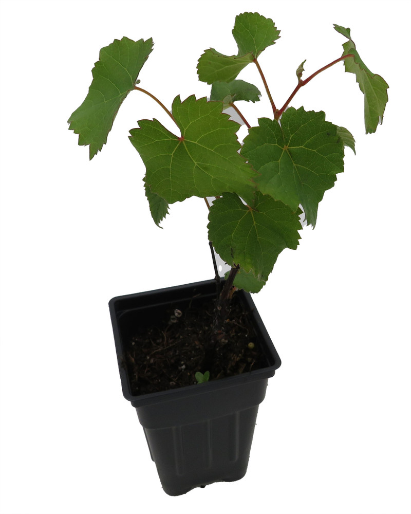 Jupiter Grape - Seedless Grape Plant - Vitis - 2.5" Pot - No Shipping to Washington State