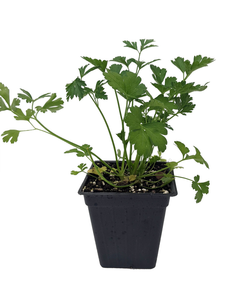 Flat Leaf Italian Parsley - Favored by Chefs! - 3" Pot - Live Plant