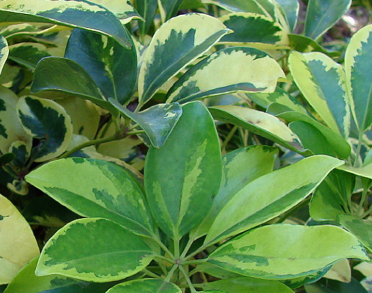 Moondrop Creme & Green Hawaiian Schefflera Plant - 3.5" Pot - Great Indoors