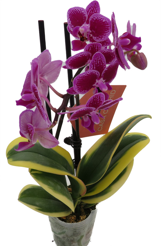 Bright Edge Moth Orchid Plant -Phalaenopsis - 3.5" Pot