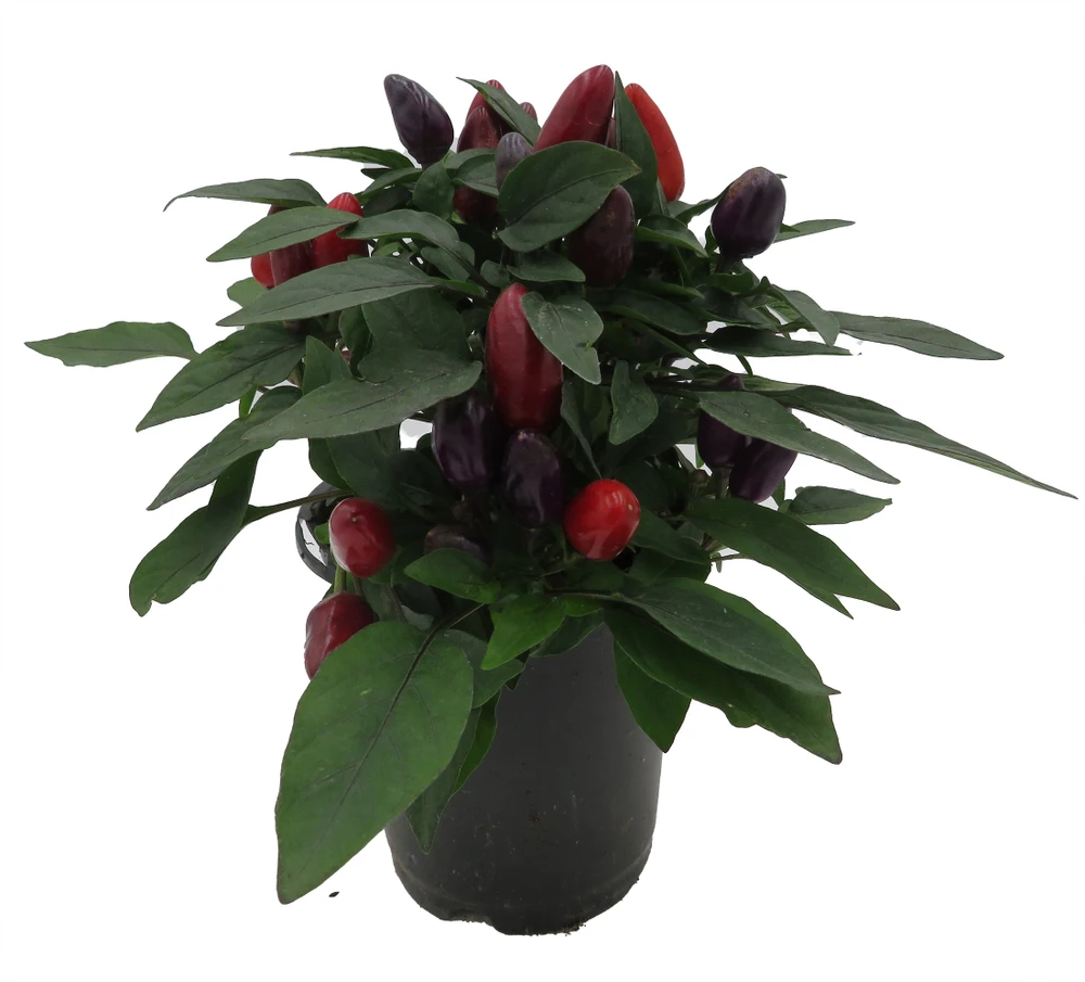 Grower's Choice Ornamental Pepper Plant - 4" Pot