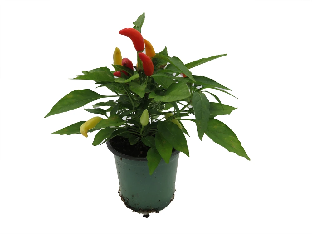 Grower's Choice Ornamental Pepper Plant - 4" Pot