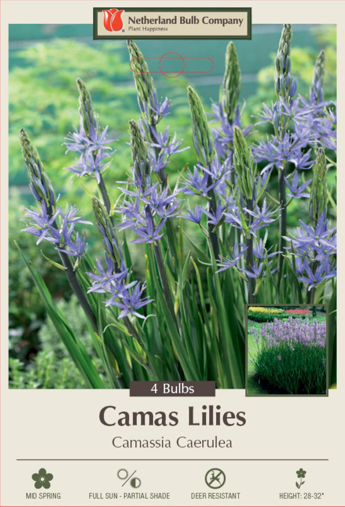 Indian Hyacinth - Camassia caerulea - 4 Bulbs - 14/+ cm Bulbs - Very Hardy
