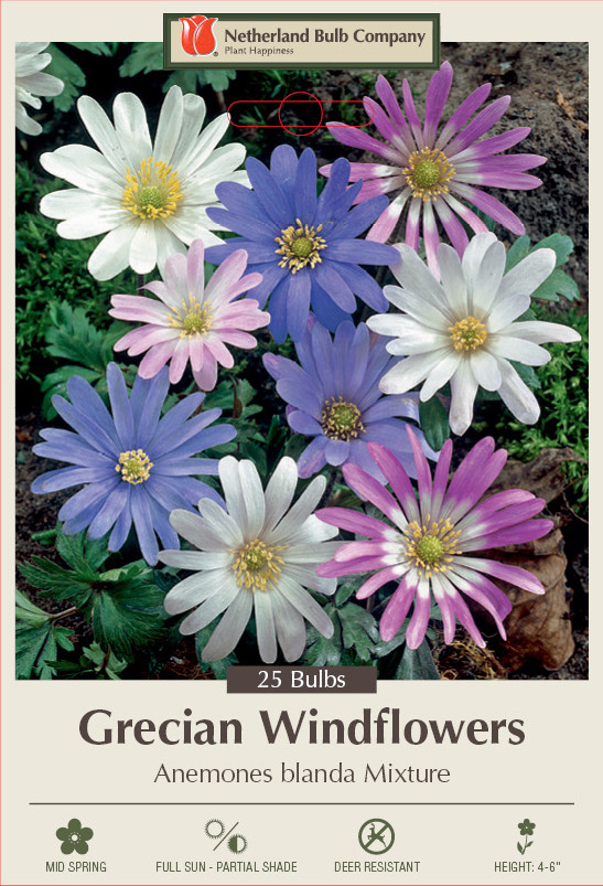 Windflower - Anemones blanda - 20 Mixed Bulbs - 5/+ cm - Very Hardy!