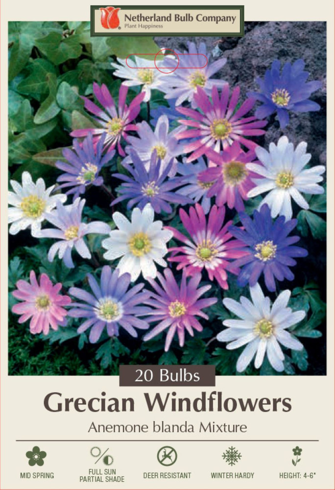 Windflower - Anemones blanda - 20 Mixed Bulbs - 5/+ cm - Very Hardy!