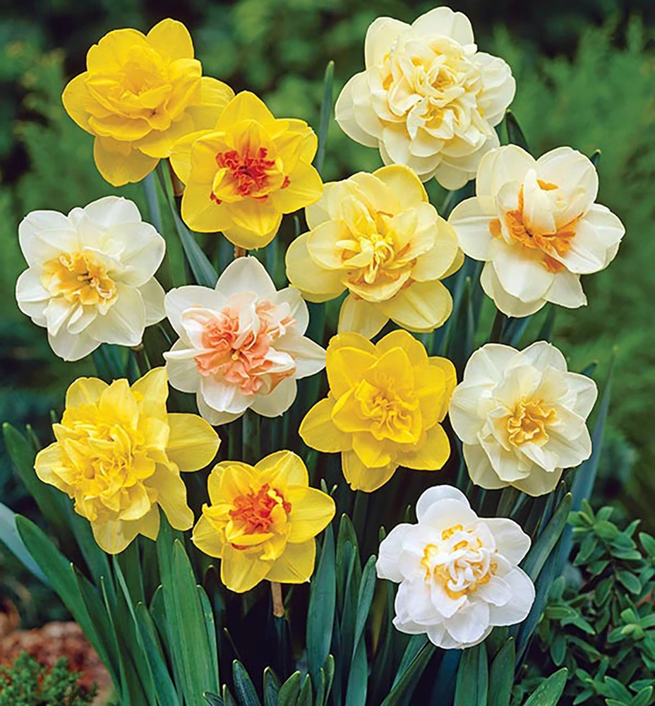 Double Flowering Narcissus- Double Mixture - 14 Bulbs - 14/16 cm Bulbs