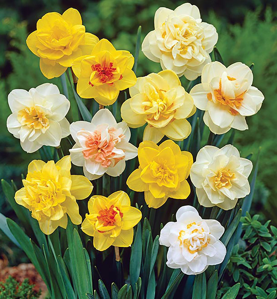 Double Flowering Narcissus- Double Mixture - 7 Bulbs - 14/16 cm Bulbs