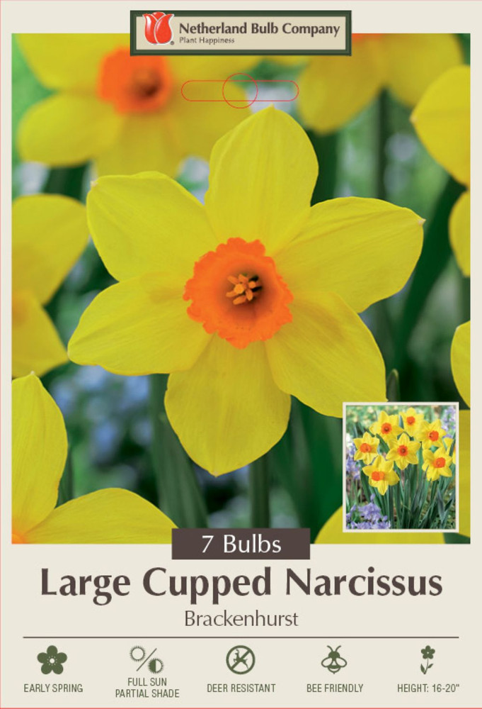 Brackenhurst Daffodil - Large Cupped Narcissus- 7 Bulbs - 14/16 cm Bulbs