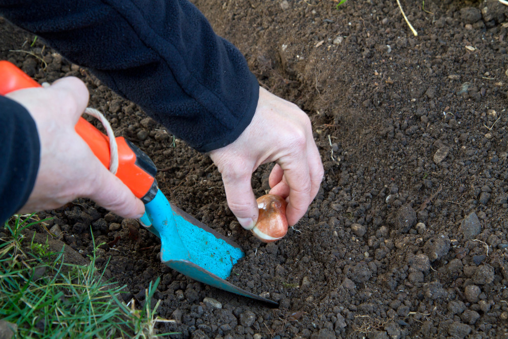 Brackenhurst Daffodil - Large Cupped Narcissus- 7 Bulbs - 14/16 cm Bulbs