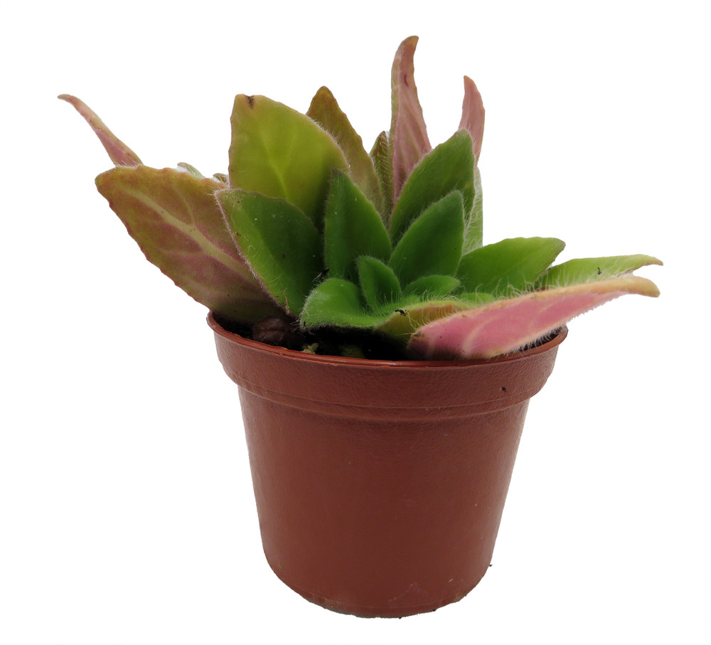 JV's FuMed Asian Violet - Primulinia - 2.5" Pot - Collector's Series