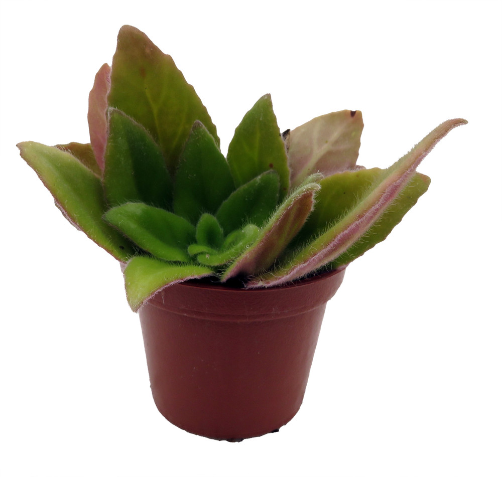 JV's FuMed Asian Violet - Primulinia - 2.5" Pot - Collector's Series