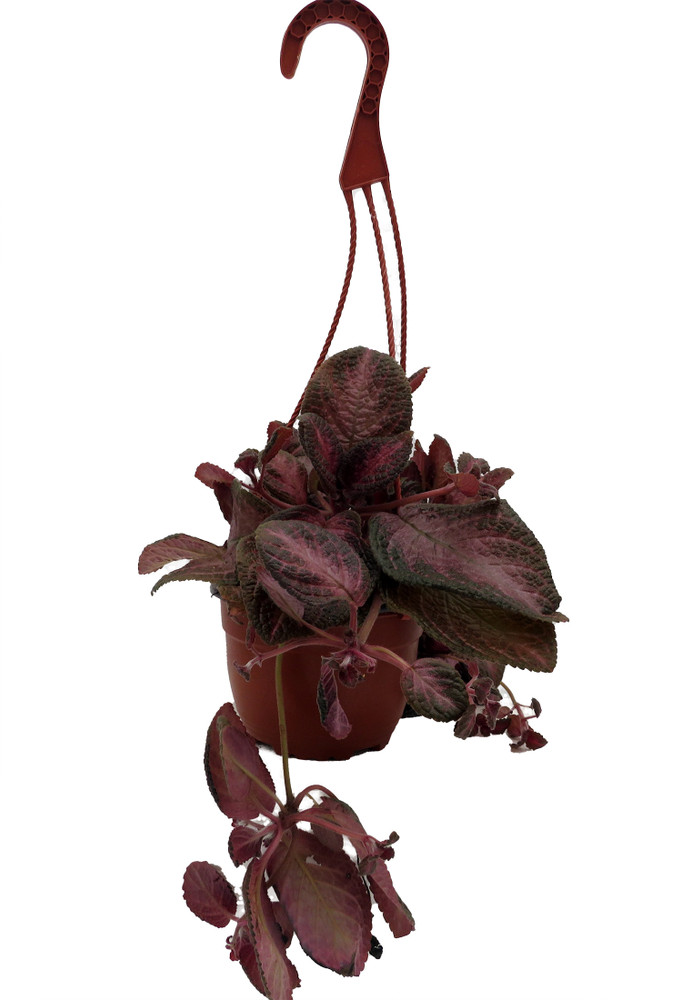 Purple Rain Flame Violet - Episcia - 6" Hanging Basket