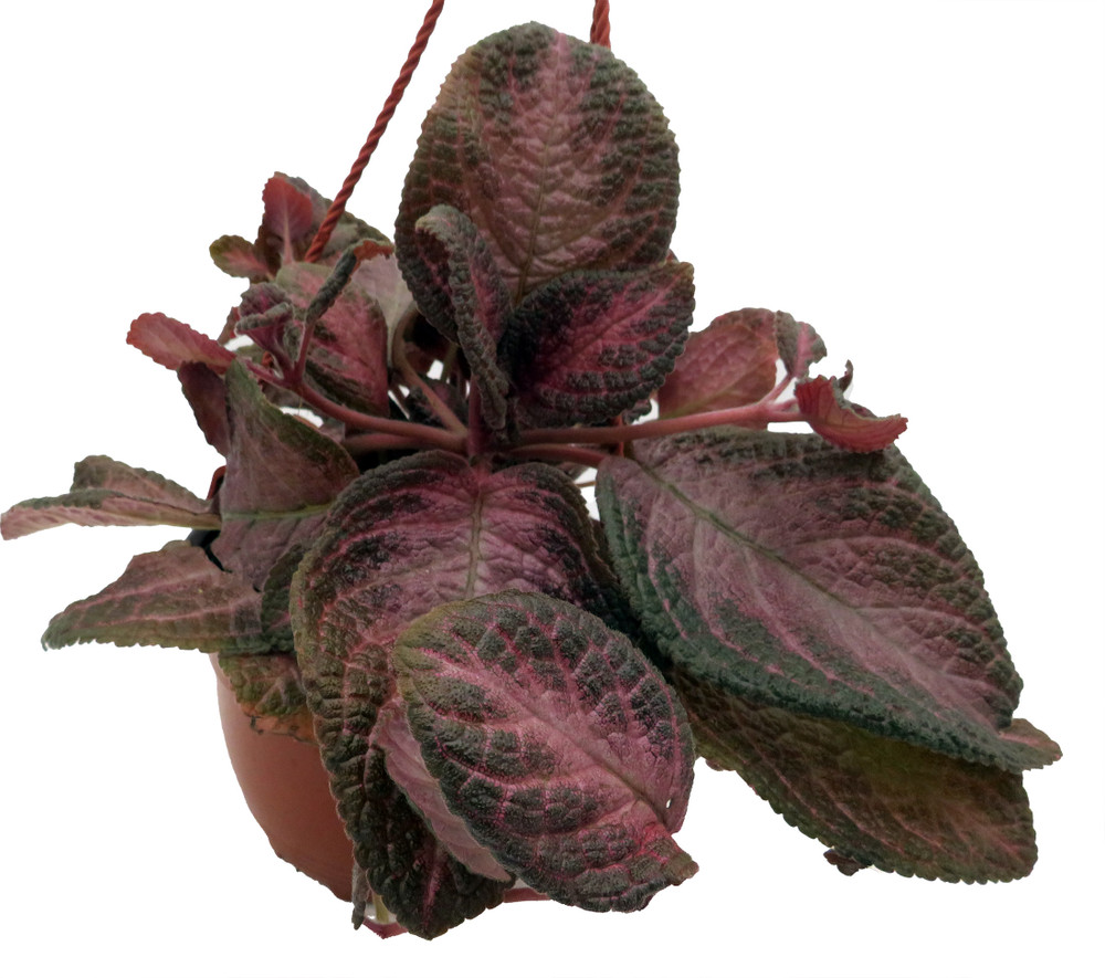 Purple Rain Flame Violet - Episcia - 6" Hanging Basket