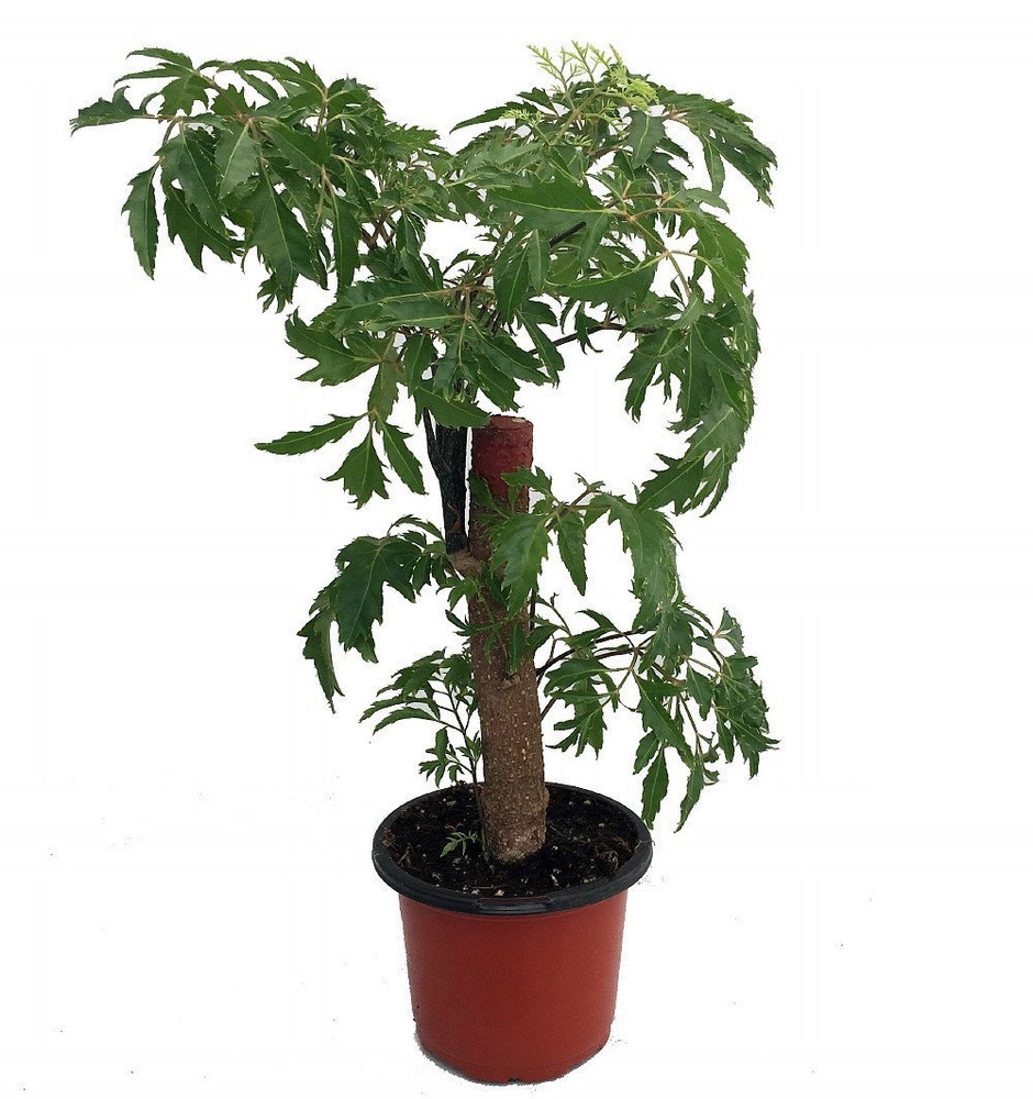 Ming Aralia Pre-Bonsai Tree - Polyscias fruticosa - Indoor - Thick Trunk -4" Pot