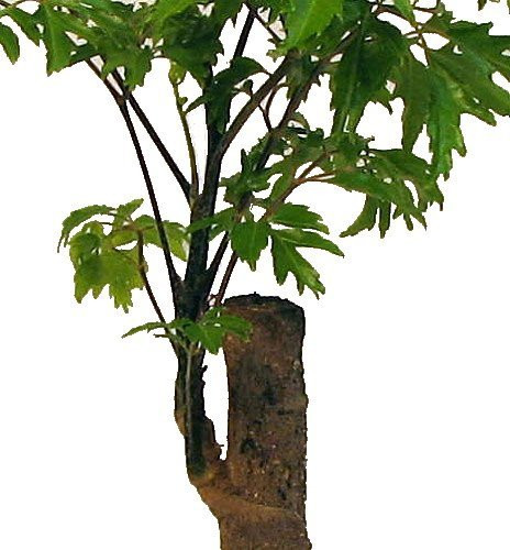 Ming Aralia Pre-Bonsai Tree - Polyscias fruticosa - Indoor - Thick Trunk -4" Pot