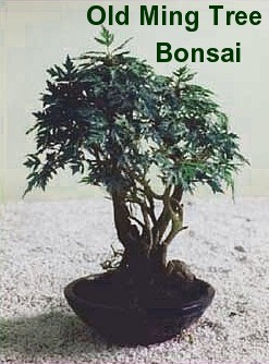 Ming Aralia Pre-Bonsai Tree - Polyscias fruticosa - Indoor - Thick Trunk -4" Pot