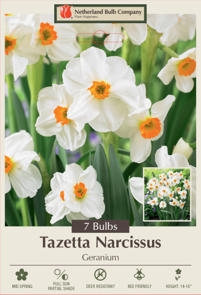Geranium Tazetta Narcissus -Daffodil - 14/16 cm Bulbs - 7 Bulbs