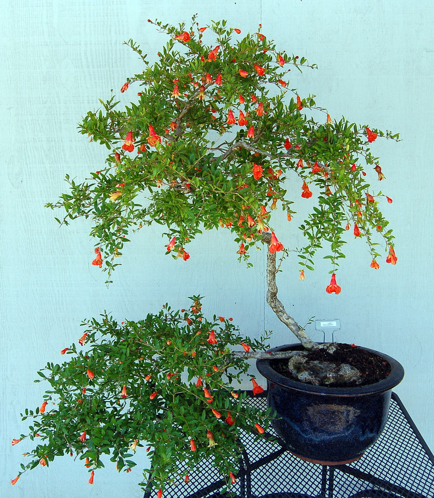 Dwarf Pomegranate Plant - Punica - Bonsai/Houseplant/Outdoors - Edible - 6" Pot