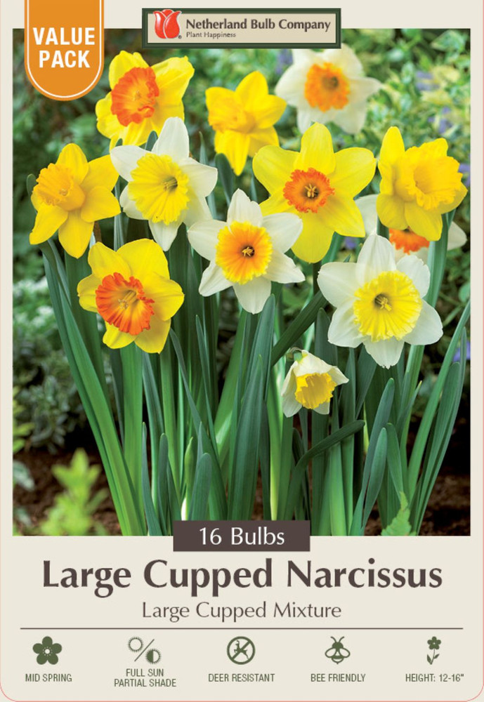 Large Cupped Narcissus Mix - 14/16 cm Bulbs - 16 Bulbs - Value Size