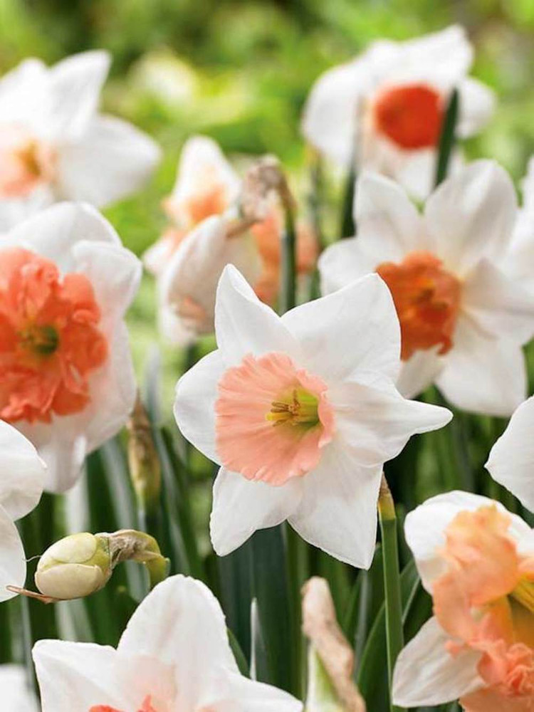 Pink Mix Narcissus/Daffodil - Coral/Pink Cup - 14/16 cm Bulbs - 14 Bulbs