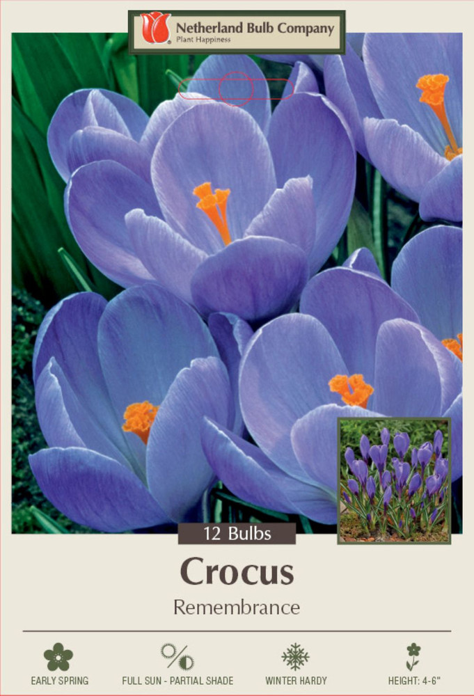 Remembrance Crocus - Very Hardy! - 8/9 cm Bulbs -12 Bulbs