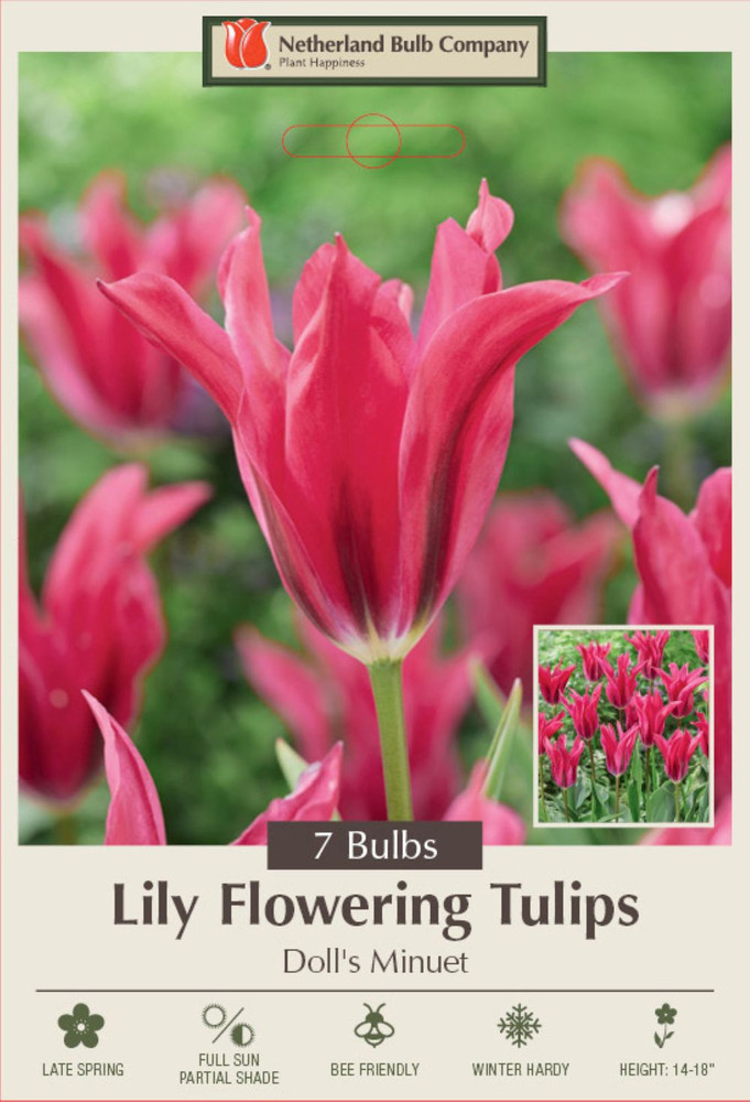 Doll's Minuet Lily Flowering Tulip 7 Bulbs - 12/+ cm Bulbs