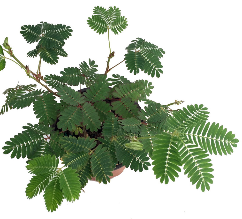 Sensitive Plant - Leaves Move - Mimosa pudica - 2.5" Pot