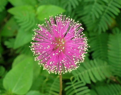 Sensitive Plant - Leaves Move - Mimosa pudica - 2.5" Pot