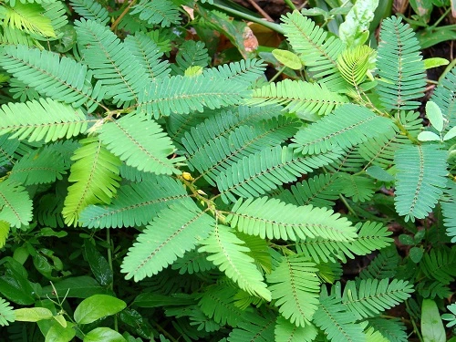 Sensitive Plant - Leaves Move - Mimosa pudica - 2.5" Pot