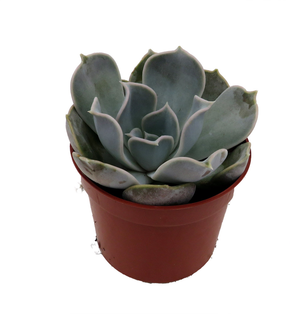 White Ghost Desert Rose Succulent - Lilacina Echeveria- 2.5" Pot