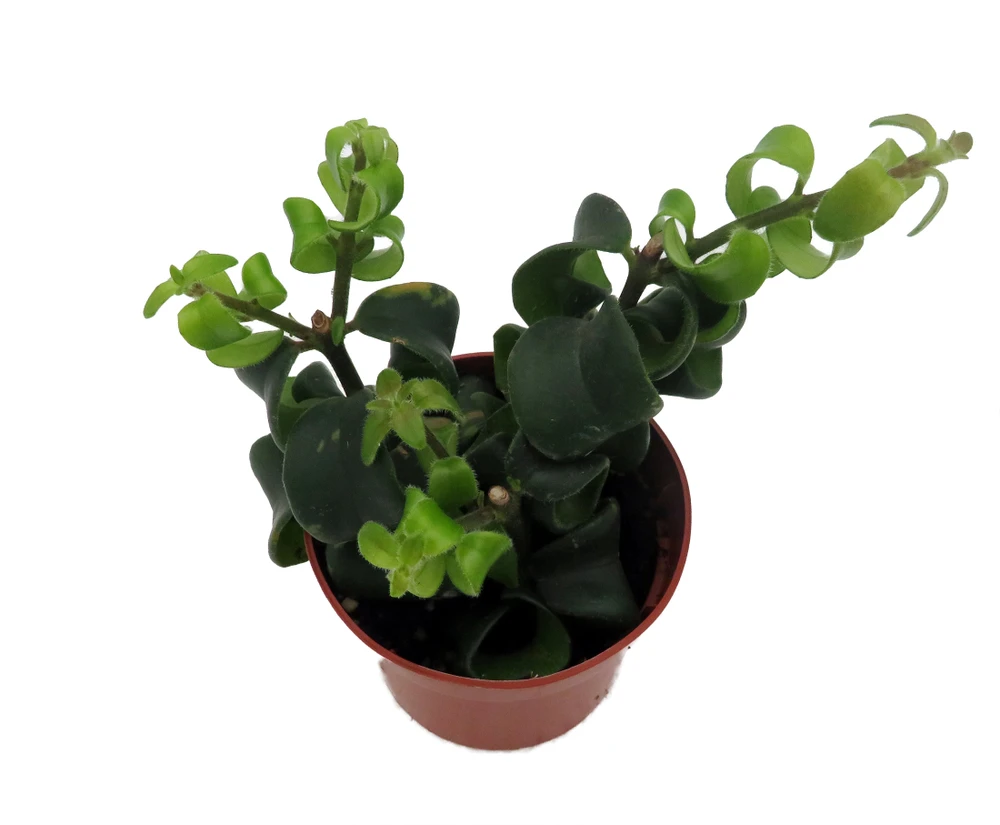 Twister Lipstick Plant - Aeschynanthus - 2.5" Pot