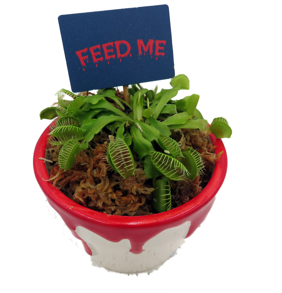 Halloween Bloody Pot Ceramic Planter with Venus Fly Trap - 4 in x 3 in